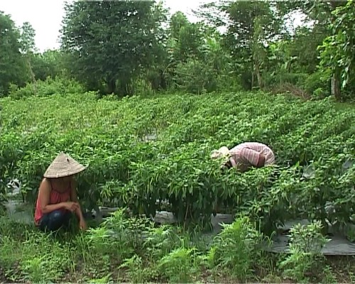 Agricultural restructuring helps Khmer people boost economic development - ảnh 2